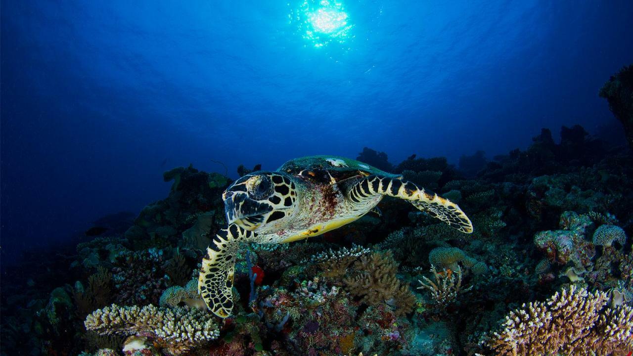 Vakkaru Maldives - 30 Percent Off On Seaplane Transfers For Stays Until 19 Dec 2025 Thulhaadhoo Eksteriør bilde